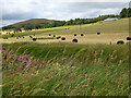 NT1036 : Silage bales, Burnetland farm by Jim Barton