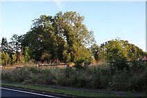 SO6931 : Woodland by Leominster Road, Dymock by David Howard