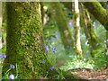 Upper Gover Valley Woodland Path