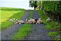 Sheep sheltering from the sun, Cavan