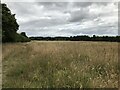 Chopwell East Fields Nature Reserve