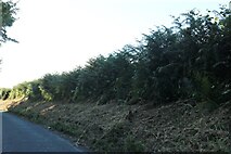 SU5877 : Fern hedge on Aldworth Road, Basildon by David Howard