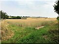 Crop Fields near Sutton-In-Ashfield