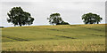 NZ0927 : Ripening wheat with trees beyond by Trevor Littlewood
