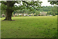 Tree in field by Moorgrove Wood