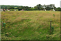 Grass field, Henbury