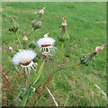 Prickly Sow-thistle (Sonchus asper)