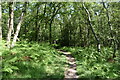 TQ4033 : Footpath, Open access woodland by N Chadwick