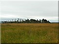 Tarry Woods, Eglingham Moor