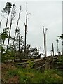 Fallen trees in Tarry Wood (2)