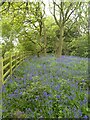 Bluebells in Burleigh Wood (1)