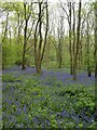 Bluebells in Burleigh Wood (4)