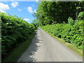 Hedge enclosed minor road near to Olrig House