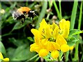 H4772 : Bumblebee landing on meadow pea, Mullaghmore by Kenneth  Allen