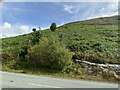 Bracken-covered moorland