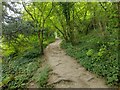 Wooded path heading towards Compton woods