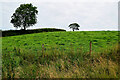 Trees on a hill, Annaghmumin