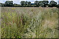 TF0105 : Wildflower meadow by Bob Harvey