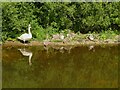 NU2111 : Swan family on the river Aln by Stephen Craven