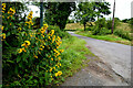 Dotted loosestrife, Cranny