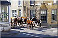 SO8700 : Cows in Minchinhampton by Stephen McKay