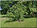 Supported tree in John Coles Park