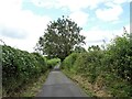 Roadside tree on Kyo Lane