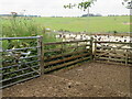 Sheep at Butterdean