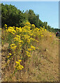 Ragwort near Hawkmoor