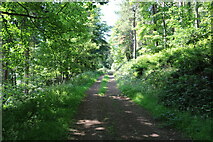 NT1888 : Forest path by Bill Kasman