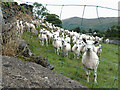 NY4003 : Sheep near Troutbeck by Gareth James