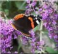 Red Admiral