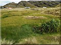 Marshy area behind dunes