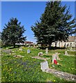 Churchyard trees, Whaddon, Gloucestershire