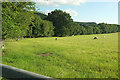 Sheep, Lower Vinesend Farm