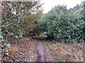 Robin Hood Way near Ollerton