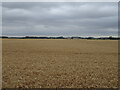 Cereal crop off the A4074