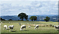 SJ2606 : Sheep on Offa's Dyke path by Trevor Littlewood