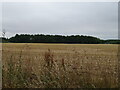 Stubble field towards woodland near Burcot