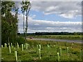 Tree planting beside the A9