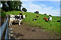 Cattle in field, Deer Park (Clarke)