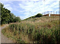 Sports Ground, Frickley Country Park