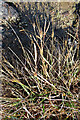 NO7256 : Distant Sedge (Carex distans) by Anne Burgess