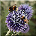 An echinops flower head