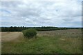 Field boundary north of Menethorpe Lane