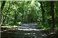 Byway, Ashdown Forest