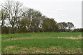 TL3934 : Farmland and hedge by N Chadwick