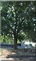 Tree on Little Easthall Lane