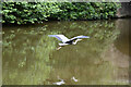 Heron in flight, Caldon Canal