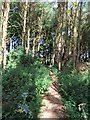 NZ3641 : Path in pine woods, Ludworth by David Hawgood